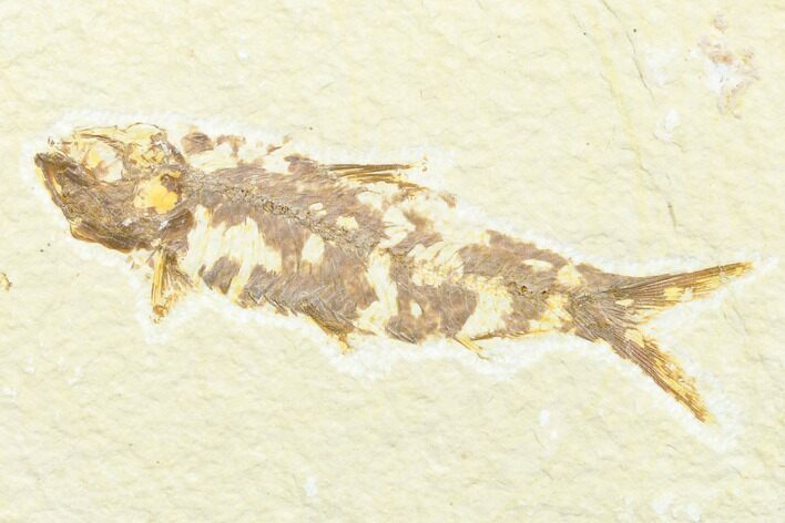 Detailed Fossil Fish (Knightia) - Wyoming #176334